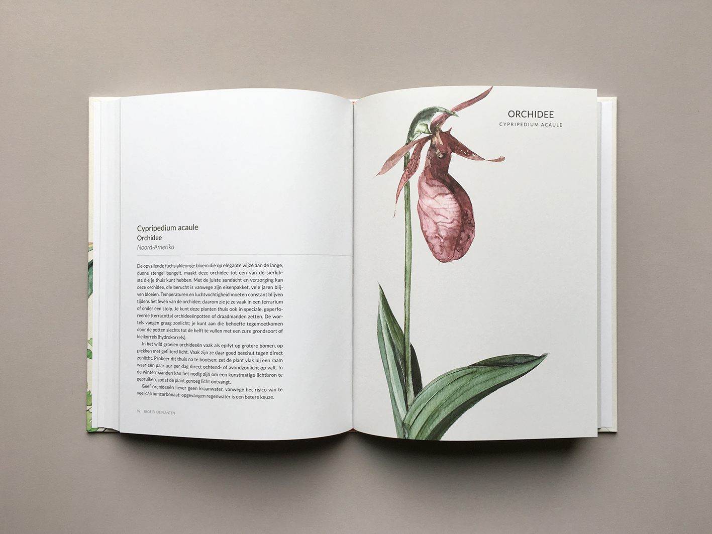 Groen-Geluk-Urban-Botanics