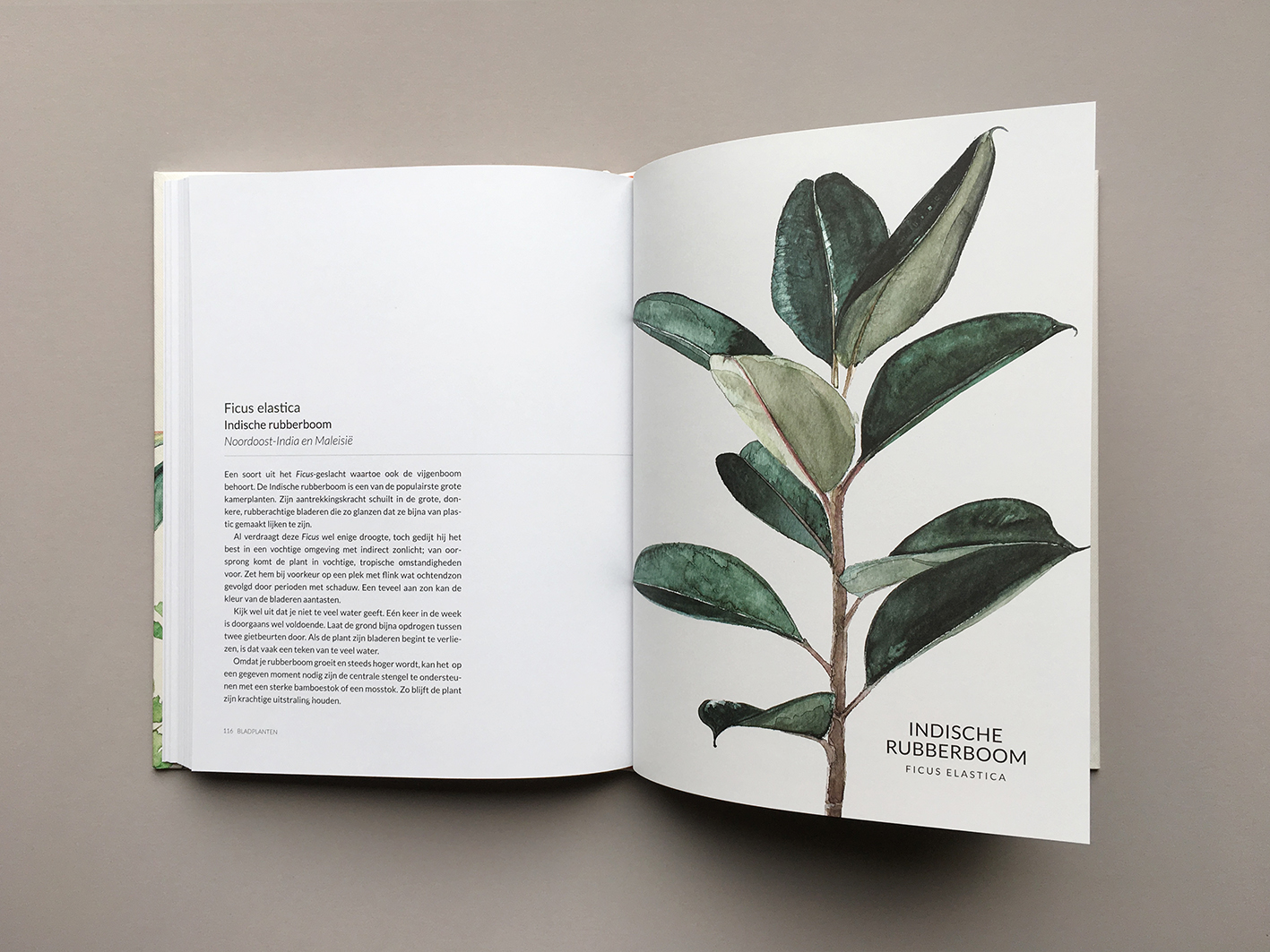Groen-Geluk-Urban-Botanics